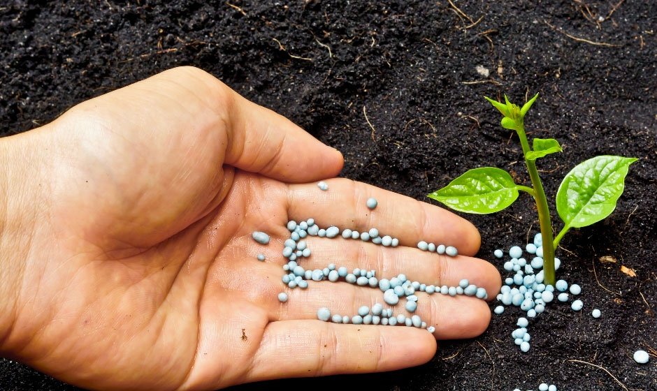 ​​Organic vs Chemical Fertilizers: What Works Best for Your Garden?