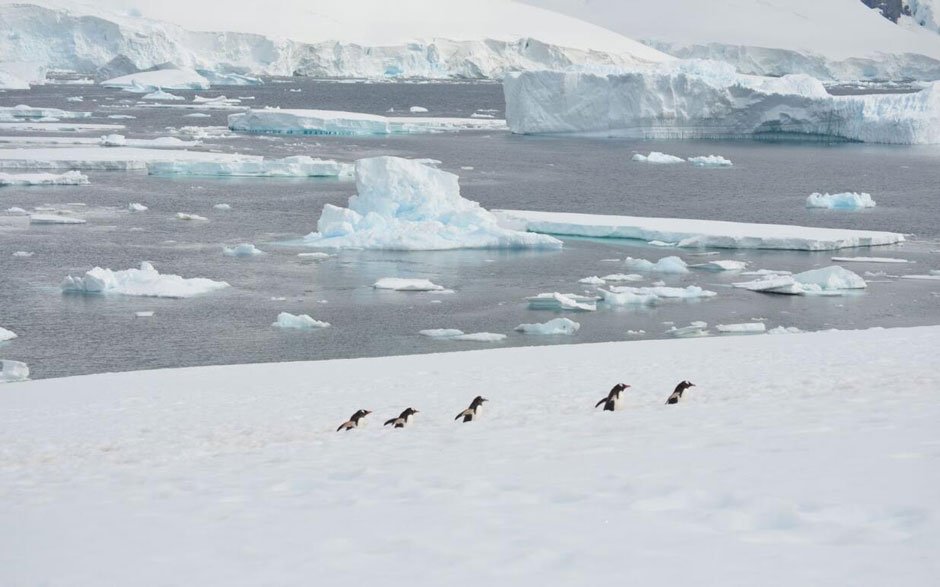 5 INCREDIBLE Reasons to Embark on an Expedition to the Poles