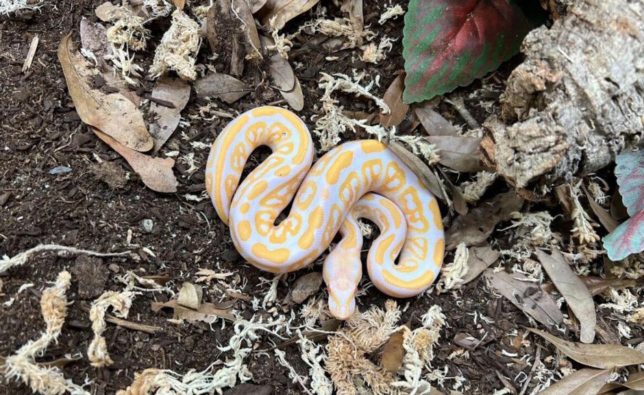 3-Small-and-Easy-Pet-Snakes-for-Beginners