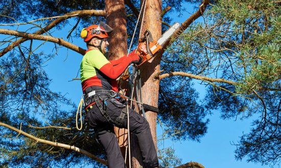 Arborist Services for Your Home in Dallas