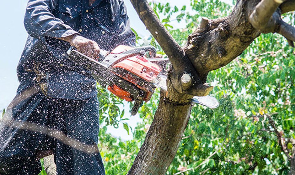 Benefits for Tree Health and Safety Through Tree Trimming