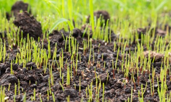 Caring for New Grass