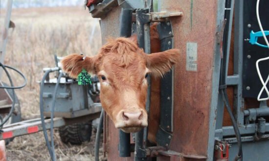 How To Ensure Safety and Efficiency in Farming With Livestock Handling Equipment