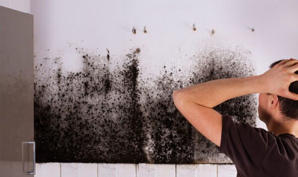 How to Tackle Excessive Mold in Your Home