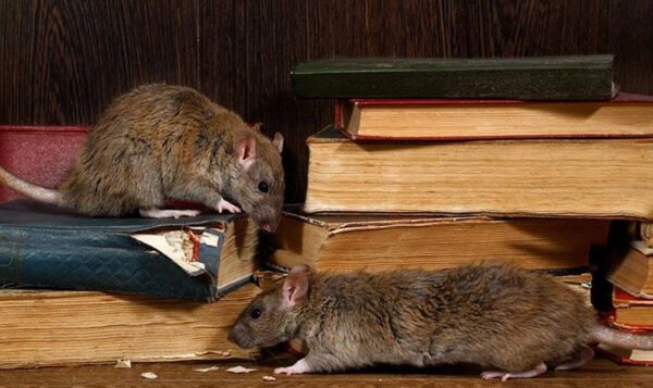 Identifying Signs of Rodent Infestations