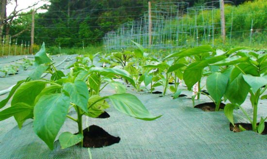 Guarding Your Garden