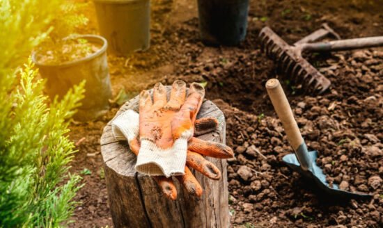 Wonderful Reasons to Plant Trees in Your Garden