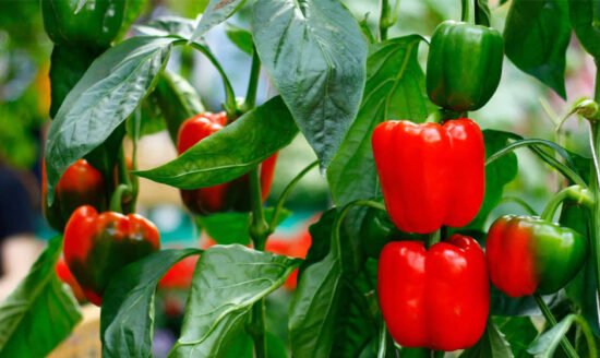 Growing Bell Peppers Indoor From Seeds With LED Grow Light