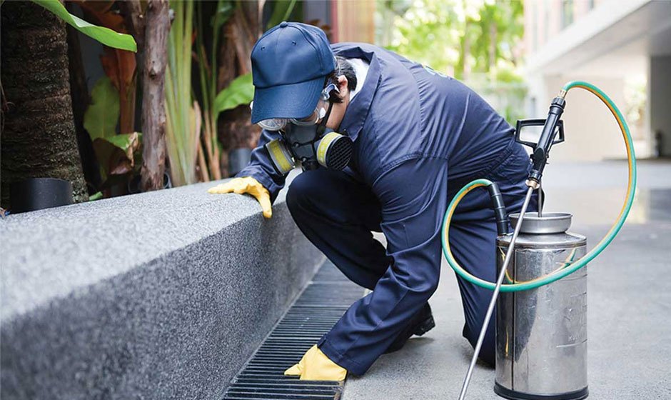 Hiring the Right Pest Control Service
