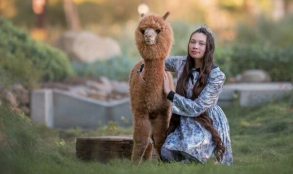 Alpaca Therapy and Mental Health