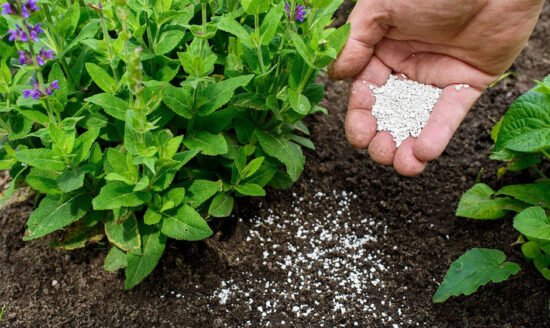 Plant-Nutrients-for-Thriving-Gardens