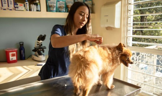 Learn about top 5 deworming medications for dogs and explore the adverse effects of worms in this guide.