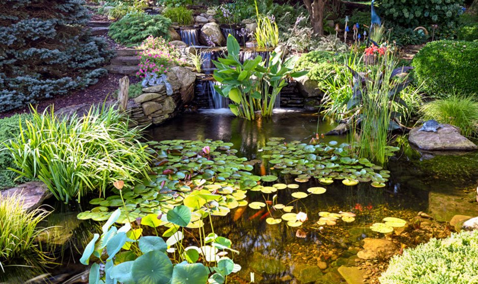 The Complete Guide to Pond Treatment