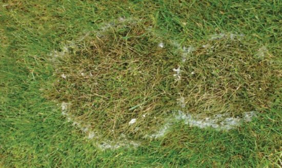 3-Common-Lawn-Diseases-and-How-to-Treat-Them