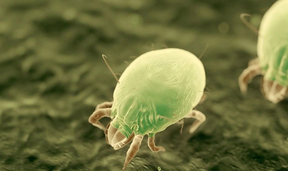 Keep Dust Mites at Bay With These 5 Expert Tips