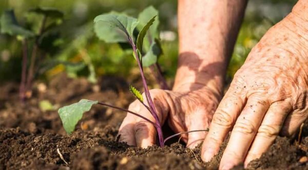 Common Mistakes to Avoid When Choosing Garden Supplies