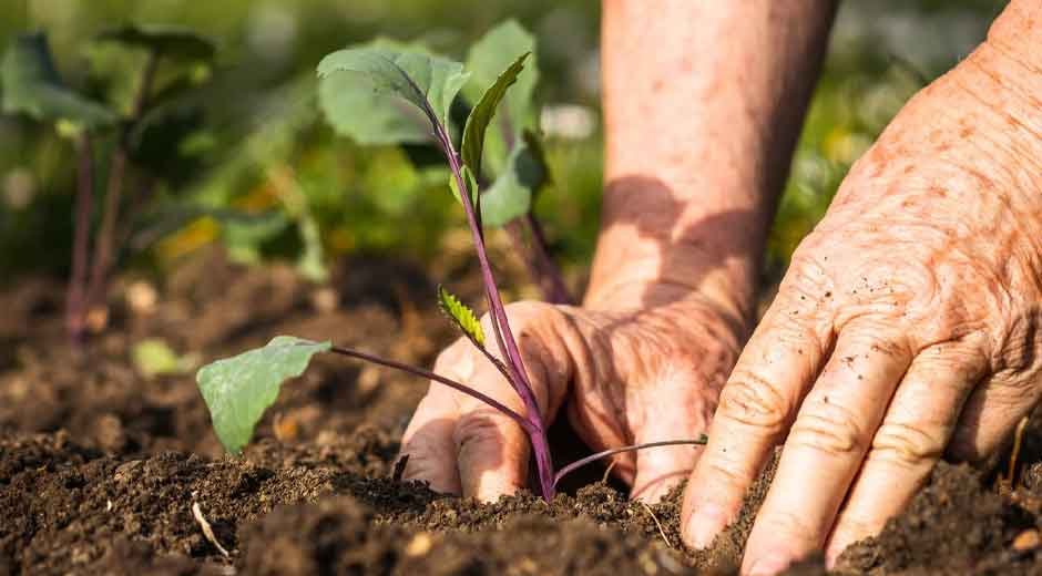 Common Mistakes to Avoid When Choosing Garden Supplies