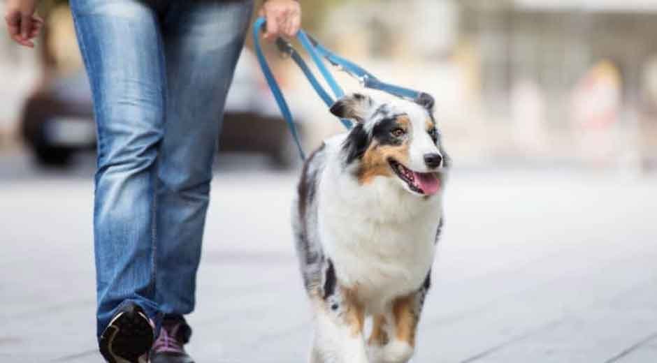 Daily-Dog-Walking-A-Key-to-a-Happy-and-Healthy-Pet
