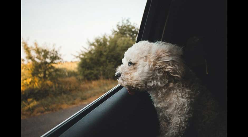 Traveling With Pets: Safety Tips and Must-Have Essentials