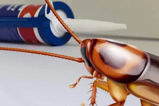 how-to-get-rid-of-wood-roaches-stop-the-outdoor-in-1