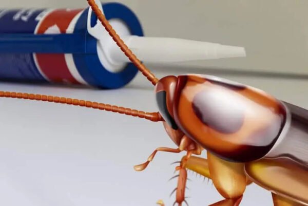 how-to-get-rid-of-wood-roaches-stop-the-outdoor-in-1