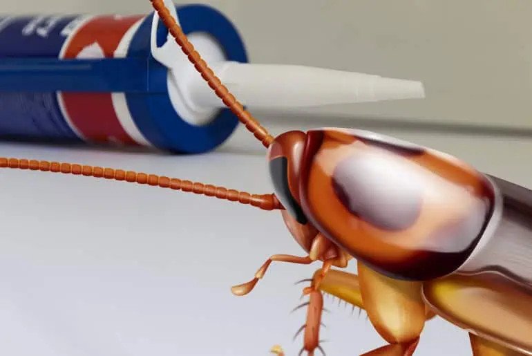 how-to-get-rid-of-wood-roaches-stop-the-outdoor-in-1